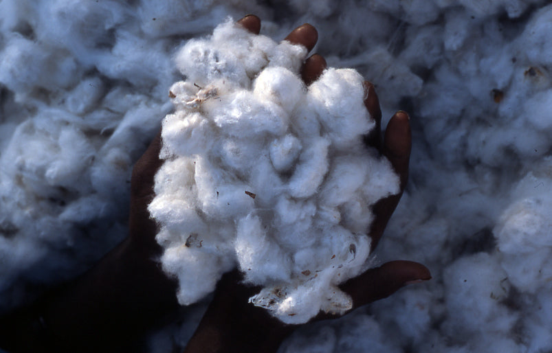 cotton_before_Ginning.jpg